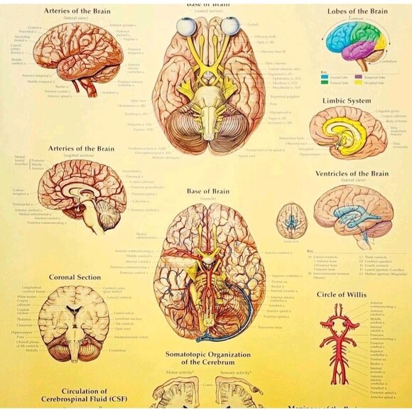 1996 Brain Anatomical Chart Laminated Poster Medical Hospital Diagram Vtg GstRm - Picture 2 of 2